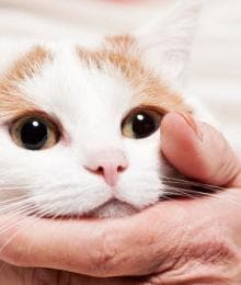 Kidney Disease In Cats