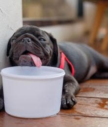 Hot Tips On How to Prevent Heatstroke in Dogs