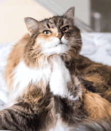 My Cat Can't Stop Itching!  The Truth About Cat Allergies