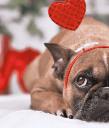 Top 5 Valentine's Day Toxins!