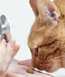 Why Skipping Cat Wellness Visits Can Be Risky: A Veterinarian's Point of View