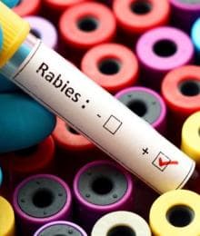 World Rabies Day: The Ins & Outs of Rabies in Animals and Why Rabies Awareness Matters