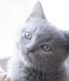 How to Ease a Kitten Into A New Home With Stunning Success