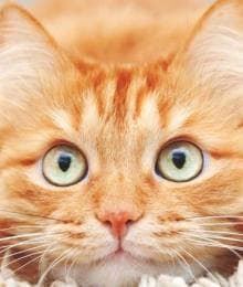 How to Recognize and Nip Cat Anxiety in the Bud