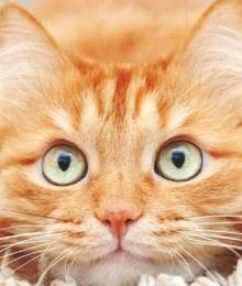 How to Recognize and Nip Cat Anxiety in the Bud