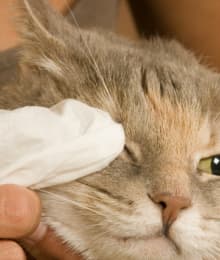 Kitty Pink Eye!? How to Treat Your Cat's Conjunctivitis