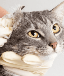 How to Tell if Your Cat Has an Ear Infection