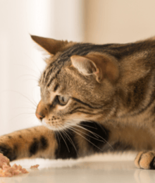 Cats Can Eat What?! Surprising Foods That Are Safe for Your Feline Friend