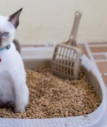 How to Spot and Solve Pesky Litter Box Problems