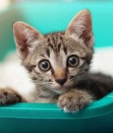 The Secret to Potty Training Your Cat and Solving Litter Box Aversion