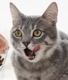 Can't-Miss Tips For Optimal Cat Nutrition