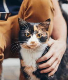 Kit Lit: 10 Ways to Be the Best Cat Owner You Can Be