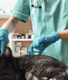 Cat Wellness 101: What Vaccinations Does My Feline Need?