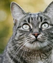 We Heart Cats But So Do Mosquitoes: Your Cat Heartworm 4-1-1