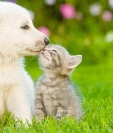 A Pet Parent&rsquo;s Guide to Microchipping