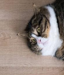 Fat Cat Syndrome: How to Partner with Your Veterinarian to Combat Obesity