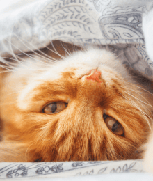 7 Common (And Kinda Kooky) Cat Behaviors and What They Mean