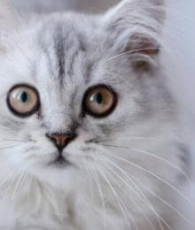 5 Common Cat Illnesses and What You Need to Know