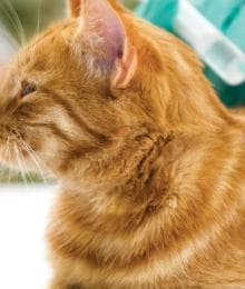 What Are the Core and Non-Core Vaccines for Cats? Your Questions Answered