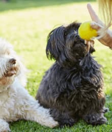 The Secret to Dog Training: Why Positive Reinforcement Works But Punishment Doesn't
