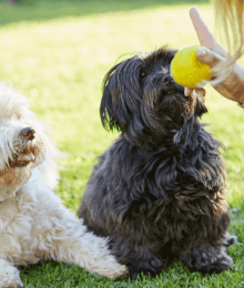 The Secret to Dog Training: Why Positive Reinforcement Works But Punishment Doesn't