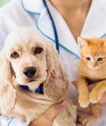 What Bloodwork Can Teach You About Your Pet's Health