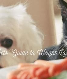 A Pet's Guide to Weight Loss