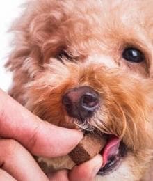 Heartworm Awareness Month: How to Keep Your Dog Heartworm-Free