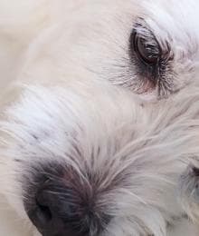 How to Know When Your Dog is in Pain - And What to Do About It!