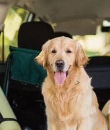 How to Keep Your Dog Safe and Sitting Pretty On Your Next Road Trip