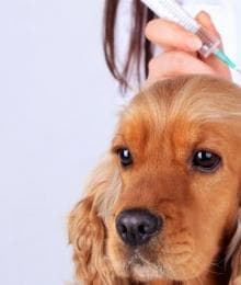 The Essential New Pet Owner's Guide to Dog Vaccinations
