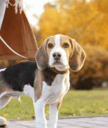 Dog Gone It! How to Master the Leash and Get a Polite Walker