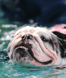 The Secret to a Stress-Free Summer Taking Your Dog Around Water