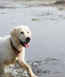 How to Avoid The Dangers of Harmful Algal Blooms To Your Dogs