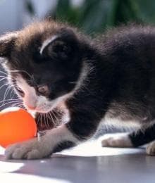 Kittens Are Crazy: Here’s How to Stay Sane!