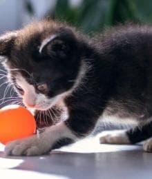 Kittens Are Crazy: Here&rsquo;s How to Stay Sane!