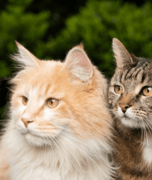 How to Spot the Personality Differences Between Male and Female Cats