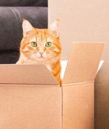 5 Tips for Ensuring a Seamless Move with Cats