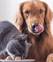 Bon Appetit! The Dos and Don'ts of Cooking For Your Pet