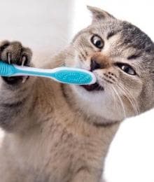 National Pet Dental Health Month: Caring For Your Cat's Teeth