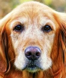 10 Reasons Senior Doggos Are the Best