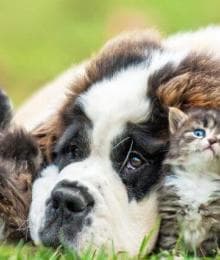 How Parasite Prevention Plays a Key Role in Your Pet&rsquo;s Health