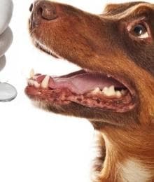 The 7 Steps to Pet Dental Cleaning For Better Overall Health