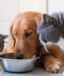 How to Make the Best Food Choices for Your Cats and Dogs
