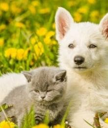 Pet Poison Prevention Week: Spring Flowers, Cleaning, and Other Toxic Items For Cats and Dogs