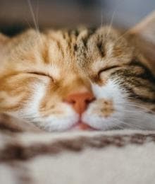 5 Cat Wellness Tips in Honor of Pet Wellness Month
