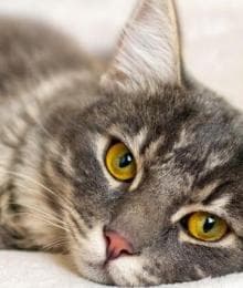 Can Cat Cancer Be Prevented? To a Certain Extent, Yes, And Here's How