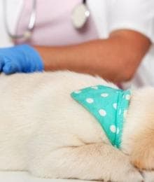 Puppy Vaccination FAQs and The Answers You Need to Know