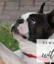 Rewarding Your Dog Without Treats