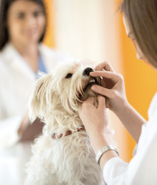 The Truth About Why Veterinary Dental Care For Your Dog is So Critical